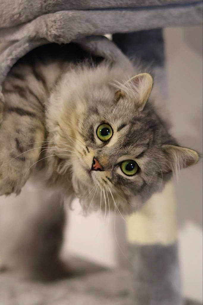 Guizmo a rejoint le concours — aidez-le/la à gagner de superbes lots ! carnivore, cat, claw, domestic_short_haired_cat, felidae, fur, paw, photo_caption, plant, small_to_medium_sized_cats, snout, terrestrial_animal, whiskers