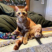 Velcro is registered to the contest to win money with this photo: cat, orange_tabby, pet, bed, blanket, pillow, indoor, feline, animal, cute, curious, fluffy, whiskers, ears, tail, home_decor, wooden_headboard, flower_garland, cozy, relaxed