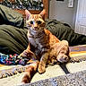 cat, orange_tabby, pet, bed, blanket, pillow, indoor, feline, animal, cute, curious, fluffy, whiskers, ears, tail, home_decor, wooden_headboard, flower_garland, cozy, relaxed