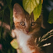 Bert is registered to the contest to win money with this photo: cat, kitten, orange_cat, white_fur, animal, pet, nature, green_leaves, whiskers, close_up, outdoor, curious, young_cat, feline, wildlife, soft_light, eyes, portrait, flora, adorable