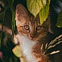 cat, kitten, orange_cat, white_fur, animal, pet, nature, green_leaves, whiskers, close_up, outdoor, curious, young_cat, feline, wildlife, soft_light, eyes, portrait, flora, adorable