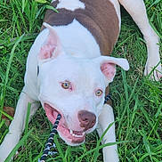 Dee Jay is registered to the contest to win money with this photo: animal, brown, canine, chewing, closeup, dog, ears, fun, grass, greenery, happy, nature, outdoor, paws, pet, playful, rope, snout, teeth, white