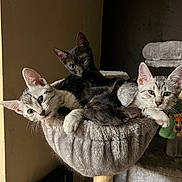 Ravioli joined the competition — help win amazing prizes! kitten, cat, pets, feline, sleeping, curious, indoor, cozy, plush, cat_hammock, animal, cute, resting, fur, whiskers, ears, claws, home, soft, companionship