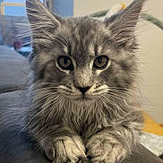 Arya participe au concours pour gagner de l'argent avec cette photo : cat, fluffy, gray, ears, whiskers, paws, indoor, window, closeup, portrait, feline, pet, animal, cute, soft, fur, relaxed, looking, home, cozy