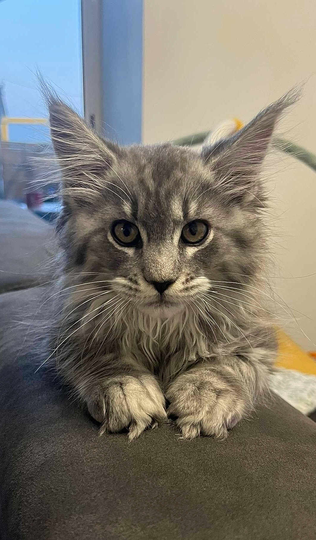 Arya