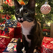 Skunk joined the competition — help win amazing prizes! animal, black_and_white_cat, cat, christmas_lights, christmas_ornament, christmas_tree, closeup, curious, cute, domestic_cat, festive, gift_wrap, holiday_decorations, holiday_season, indoor, kitten, pet, presents, tree_branch, whiskers