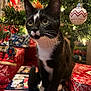 animal, black_and_white_cat, cat, christmas_lights, christmas_ornament, christmas_tree, closeup, curious, cute, domestic_cat, festive, gift_wrap, holiday_decorations, holiday_season, indoor, kitten, pet, presents, tree_branch, whiskers