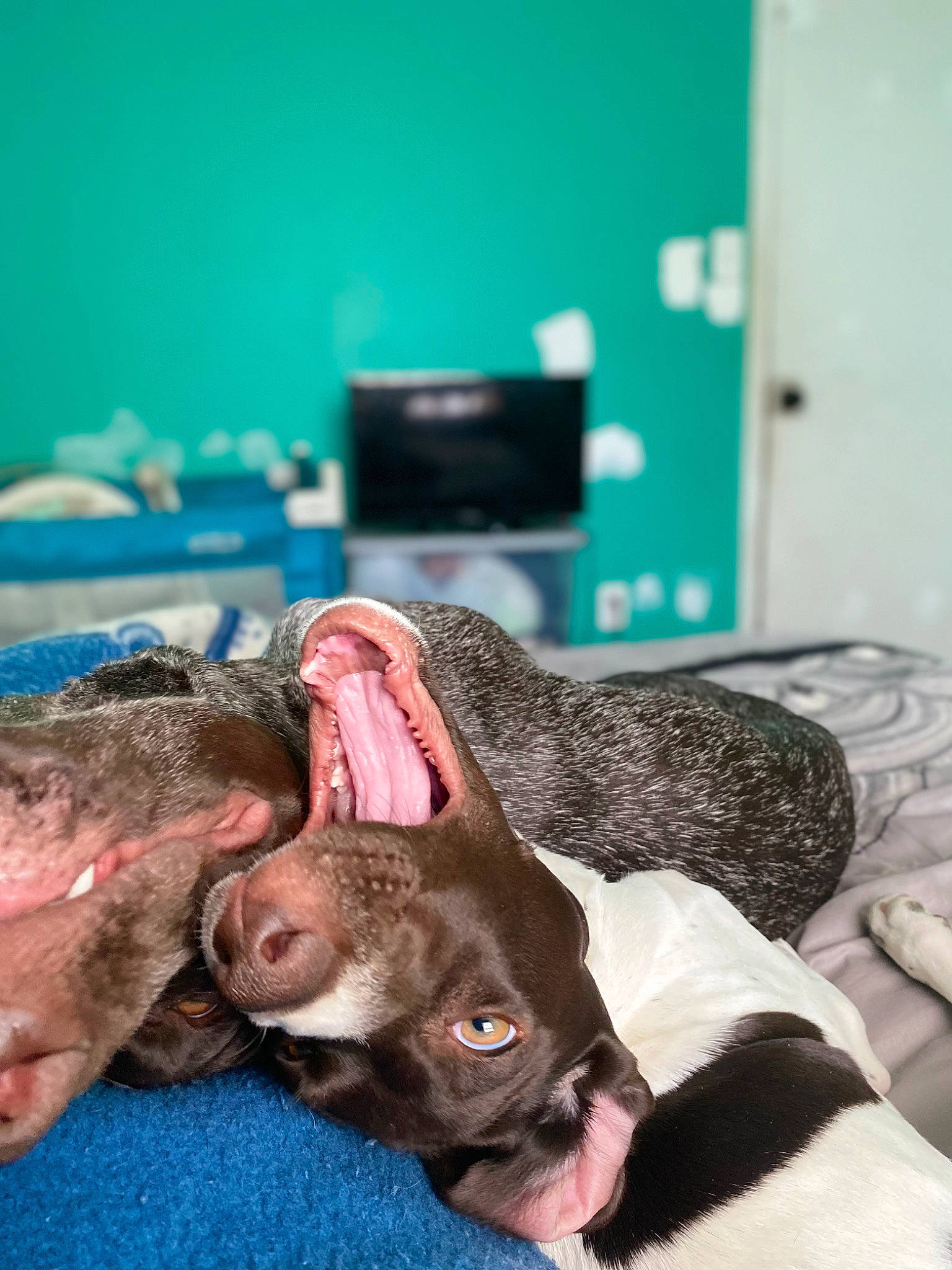 Ivy joined the competition — help win amazing prizes! blue, canidae, carnivore, comfort, companion_dog, dog, dog_breed, fawn, fur, jaw, linens, liver, room, snout, sporting_group, tableware, television, whiskers, working_animal, wrinkle