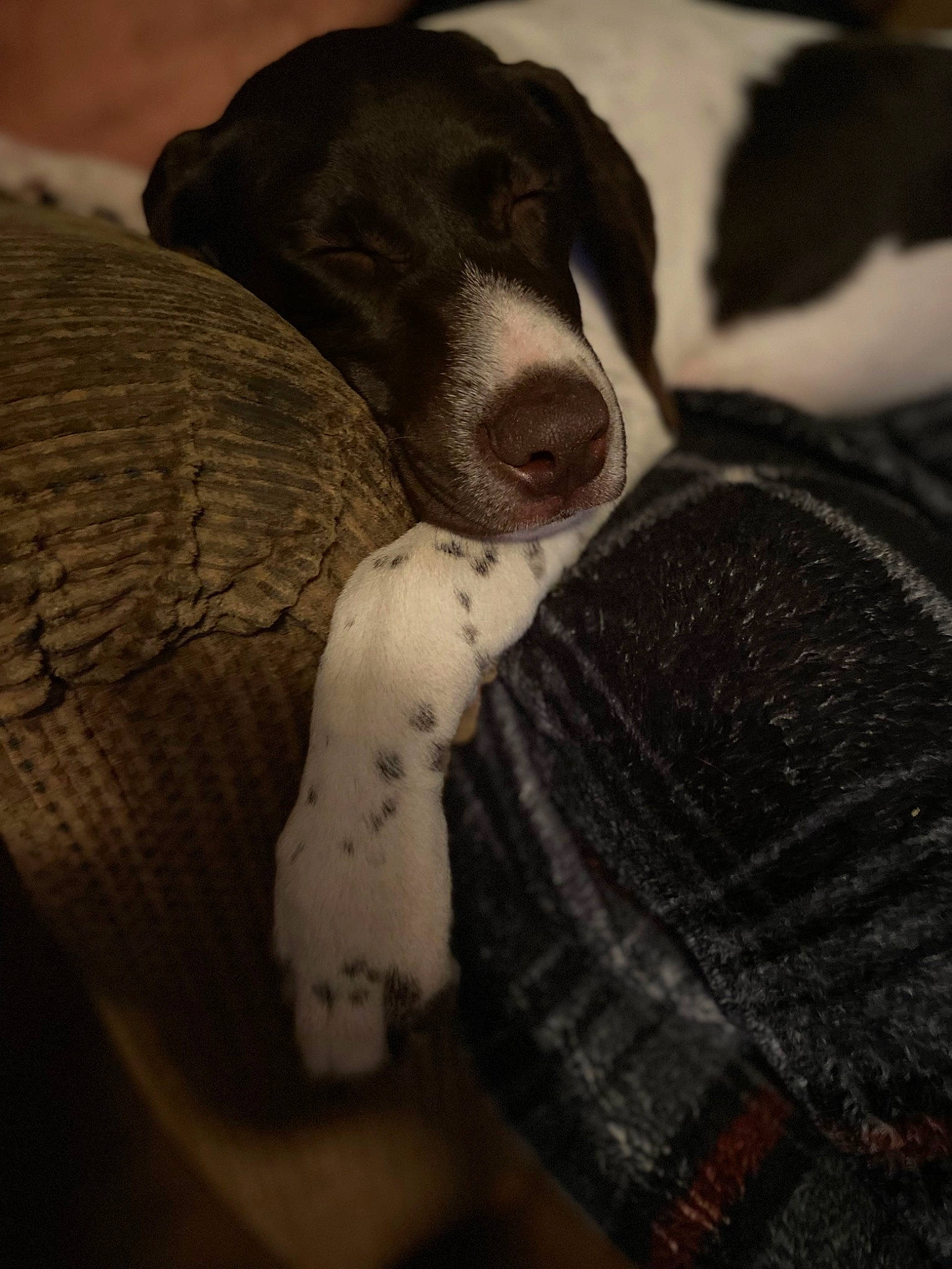 Ivy is registered to the contest to win money with this photo: borador, canidae, carnivore, comfort, companion_dog, dog, dog_breed, fur, grey, gun_dog, non_sporting_group, pattern, paw, terrestrial_animal, whiskers, working_animal