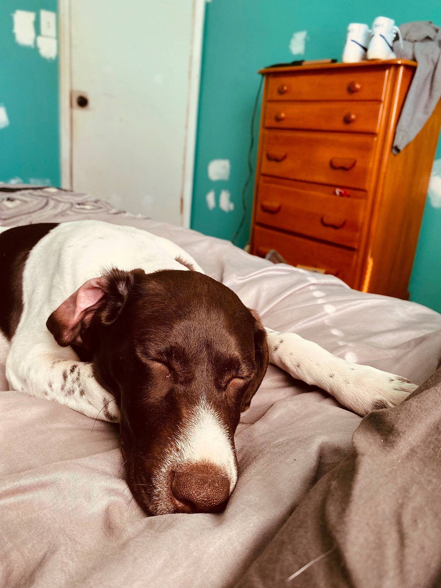 Ivy is registered to the contest to win money with this photo: bed, blue, cabinetry, carnivore, chest, chest_of_drawers, comfort, companion_dog, dog, dog_breed, drawer, dresser, fawn, furniture, linens, liver, snout, whiskers, wood, working_animal