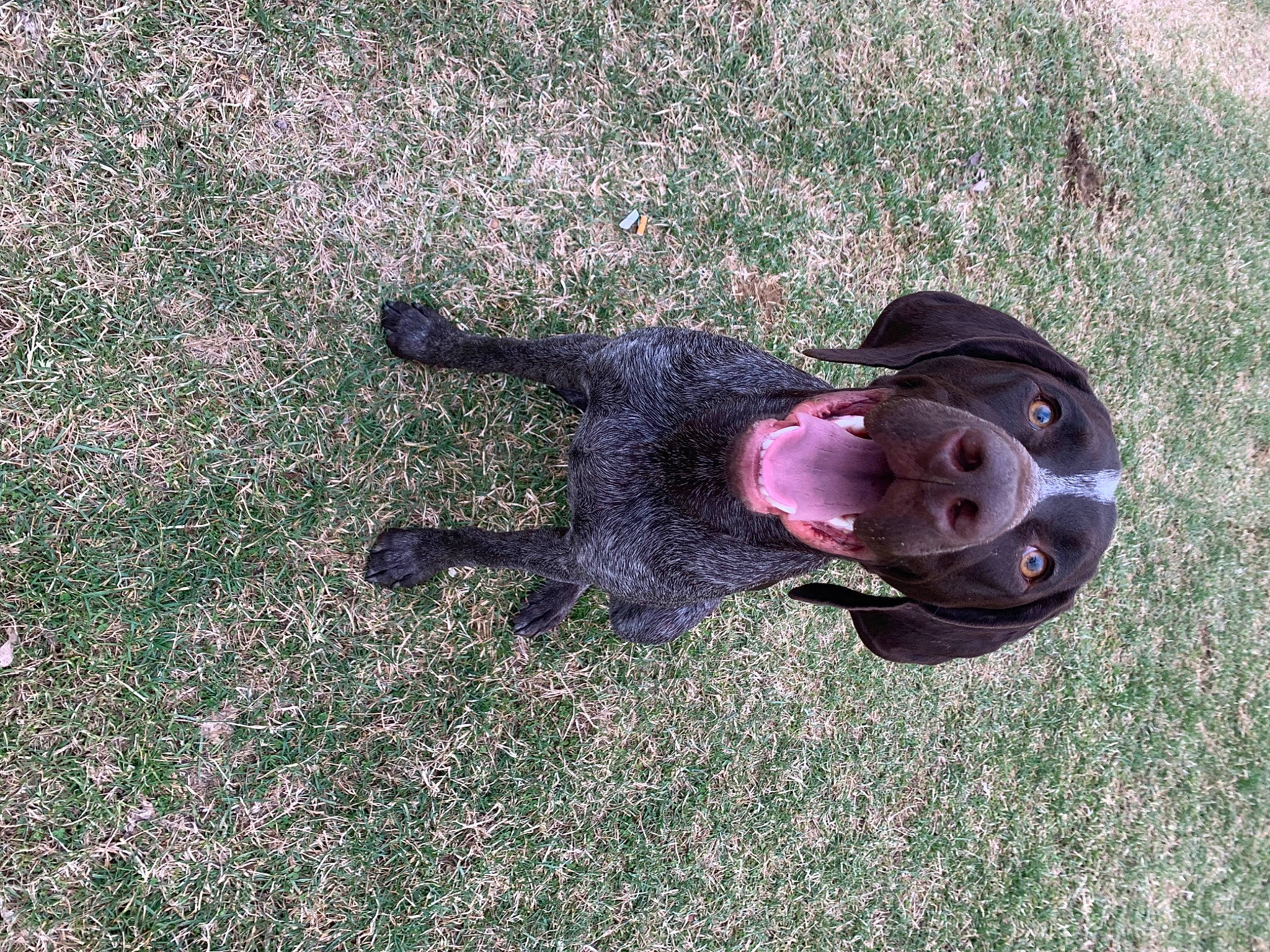 Briar is registered to the contest to win money with this photo: asphalt, concrete, dog_breed, fashion_accessory, grass, personal_protective_equipment, plant, road_surface, shadow, sidewalk, smile, soil, sporting_group, tail, tar, water