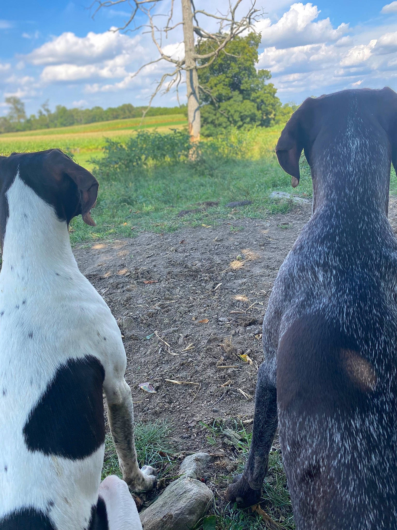 Briar is registered to the contest to win money with this photo: art, canidae, carnivore, cloud, dog, dog_breed, fawn, grass, grassland, green, landscape, meadow, natural_landscape, plant, sky, snout, sporting_group, terrestrial_animal, tree, working_animal