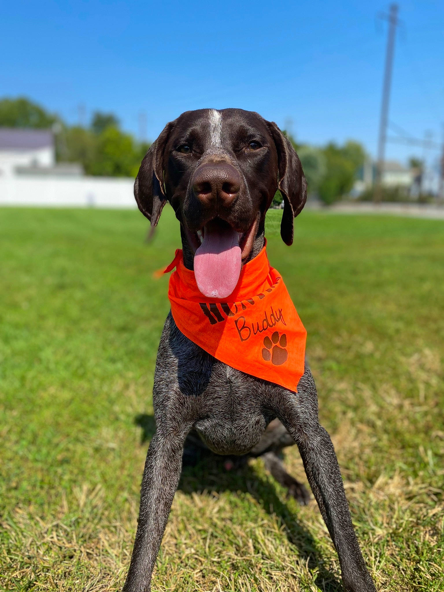 Briar joined the competition — help win amazing prizes! active_pants, ball, carnivore, collar, companion_dog, dog, dog_breed, dog_clothes, dog_collar, dog_supply, fawn, grass, gun_dog, liver, pet_supply, sky, snout, tail, tennis_ball, working_animal