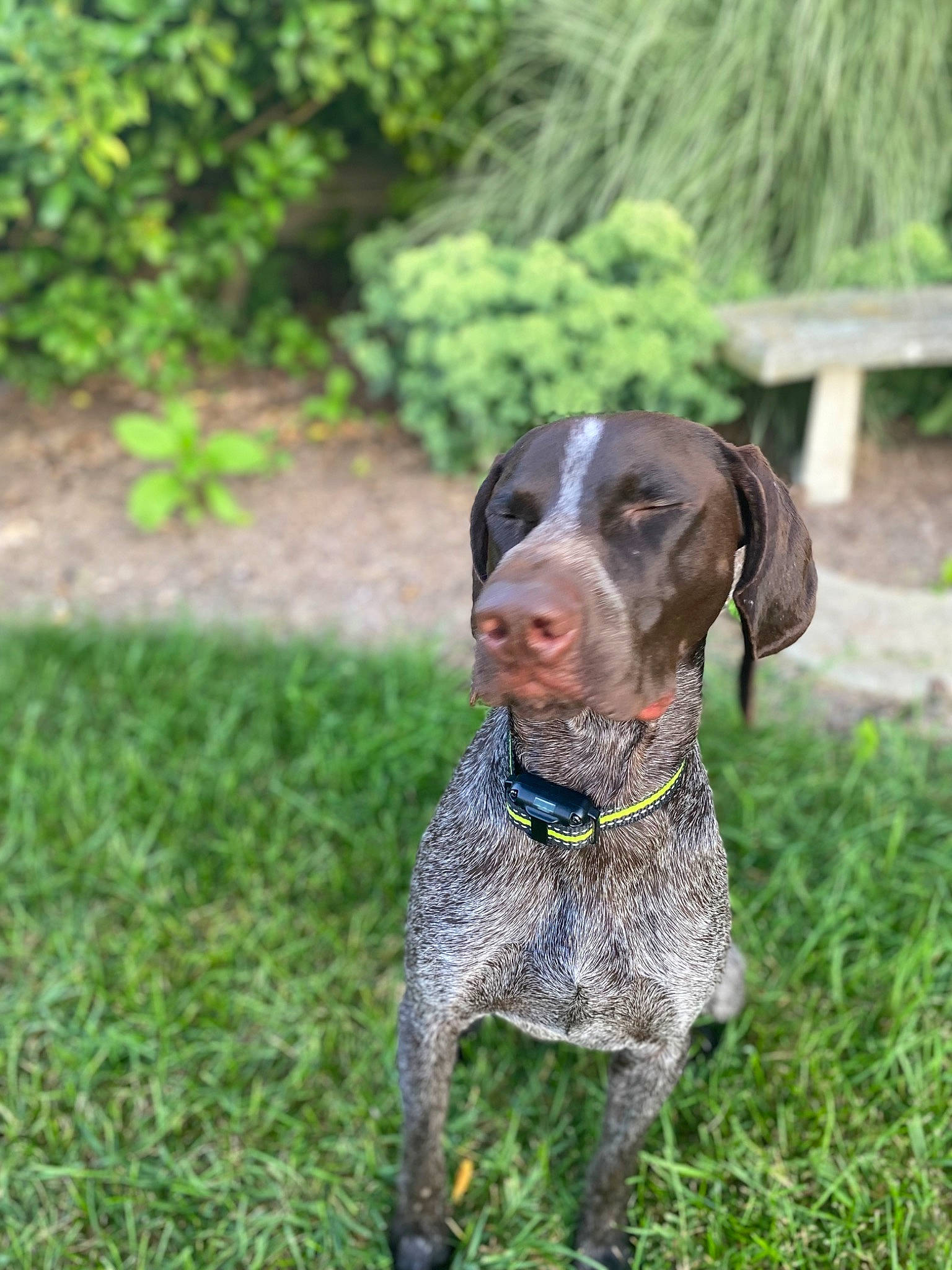 Briar is registered to the contest to win money with this photo: braque_francais, carnivore, collar, companion_dog, dog, dog_breed, dog_collar, fawn, german_shorthaired_pointer, grass, groundcover, gun_dog, liver, old_danish_pointer, pet_supply, plant, pointing_breed, snout, sporting_group, working_animal