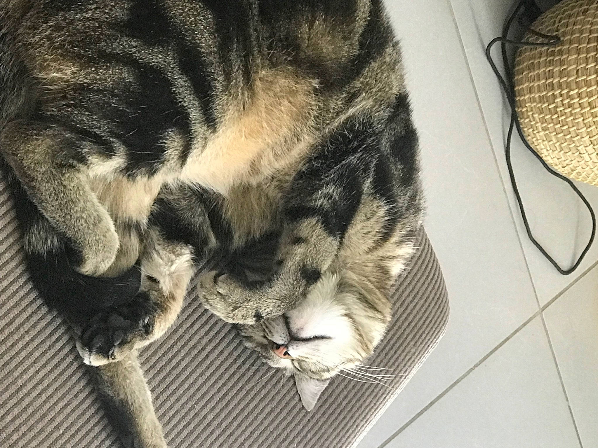 Moumoune participe au concours pour gagner de l'argent avec cette photo : canidae, carnivore, cat, claw, comfort, dog_breed, domestic_short_haired_cat, felidae, foot, fur, grey, monochrome, monochrome_photography, nap, paw, small_to_medium_sized_cats, snout, sporting_group, tail, whiskers