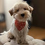 dog, pet, bandana, cute, fluffy, indoor, portrait, animal, sitting, white_fur, brown_ears, closeup, small_dog, cushion, furniture, adorable, domestic_animal, companion, friendly, puppy