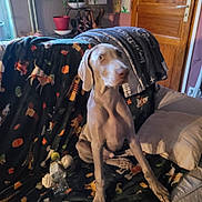 Wolck participe au concours pour gagner de l'argent avec cette photo : animal_pattern, blanket, blurred, canine, couch, cozy, dog, domestic, furniture, household, houseplant, indoor, living_room, pet, pillow, relaxed, sitting, toy, water_bottle, wooden_door