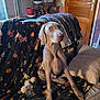 animal_pattern, blanket, blurred, canine, couch, cozy, dog, domestic, furniture, household, houseplant, indoor, living_room, pet, pillow, relaxed, sitting, toy, water_bottle, wooden_door