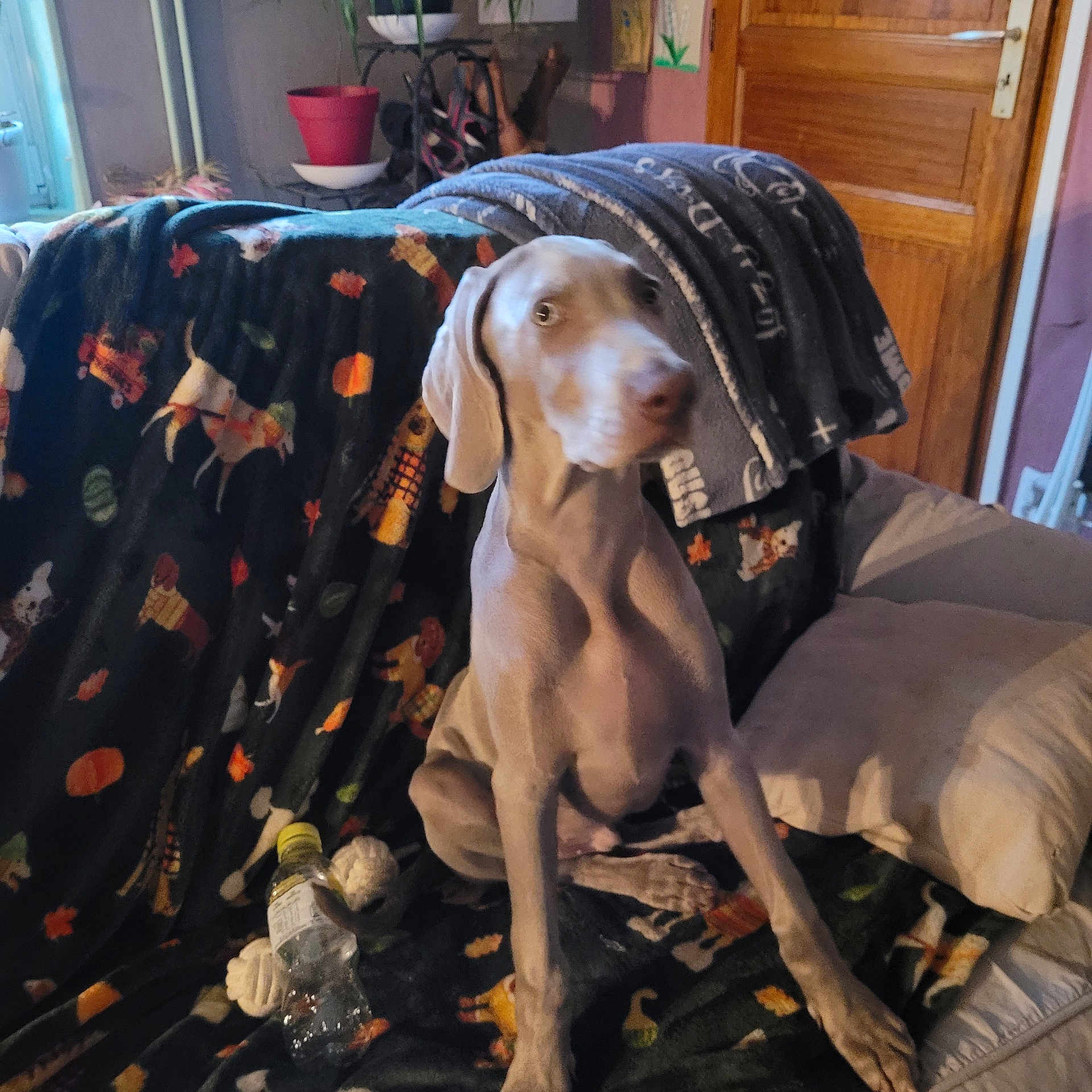 Wolck participe au concours pour gagner de l'argent avec cette photo : animal_pattern, blanket, blurred, canine, couch, cozy, dog, domestic, furniture, household, houseplant, indoor, living_room, pet, pillow, relaxed, sitting, toy, water_bottle, wooden_door