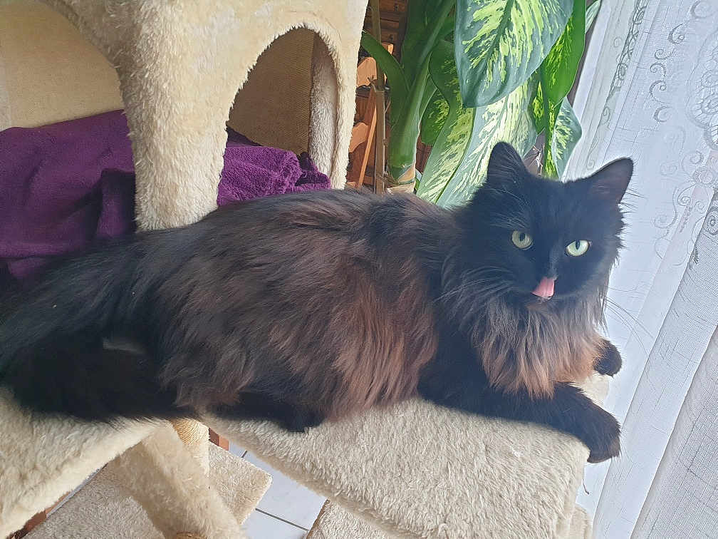 Rubis Henri a rejoint le concours — aidez-le/la à gagner de superbes lots ! animal, black_cat, cat, cat_tree, cozy, curtain, cute, domestic_cat, feline, fluffy_cat, fur, home, indoor, pet, plant, playful, relaxed, resting, tongue_out, window
