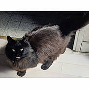 Rubis Henri participe au concours pour gagner de l'argent avec cette photo : animal, black_cat, cat, cute, domestic_cat, ears, eyes, feline, floor, fluffy, fur, indoor, looking_up, mammal, pet, shadow, standing, tail, tongue_out, whiskers