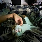 Star is registered to the contest to win money with this photo: bedroom, blanket, cat, closeup, cozy, cuddling, feline, human_hand, indoor, laundry_basket, orange_fur, pet, pink_nose, plaid, relaxed, sleeping, tattoo, upside_down, whiskers, white_fur