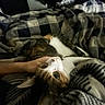 bed, blanket, cat, clothing, cozy, feline, hand, home, indoor, laundry, lying_down, orange_cat, patterned_blanket, pet, petting, playful, relaxed, upside_down, white_cat, wide_eyes