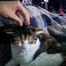 Star joined the competition — help win amazing prizes! animal, bed, black_fur, blanket, brown_fur, calico_cat, cat, closed_eyes, cozy, ears, hand, indoors, orange_fur, pet, petting, portrait, relaxed, sleeping, whiskers, white_fur