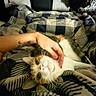 Star joined the competition — help win amazing prizes! animal, bed, blanket, cat, cuddling, fur, human_hand, indoor, kitten, lying_down, orange_and_white, pet, pink_nose, plaid, relaxed, sleeping, tattoo, upside_down, whiskers, wide_eyes