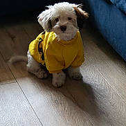 Snoopy is registered to the contest to win money with this photo: animal, apparel, blue_couch, companion, cozy, curious, cute, dog, domestic_animal, fluffy, fur, indoor, pet, puppy, shadow, sitting, small_dog, wooden_floor, yellow_hoodie, young_dog