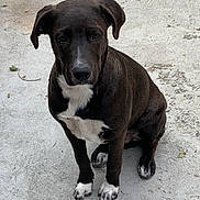 Bear Bear joined the competition — help win amazing prizes! dog, black_dog, white_paws, white_chest, sitting, outdoor, concrete, pet, animal, canine, ears, fur, paws, looking, alone, daylight, expression, mammal, domestic_animal, quiet