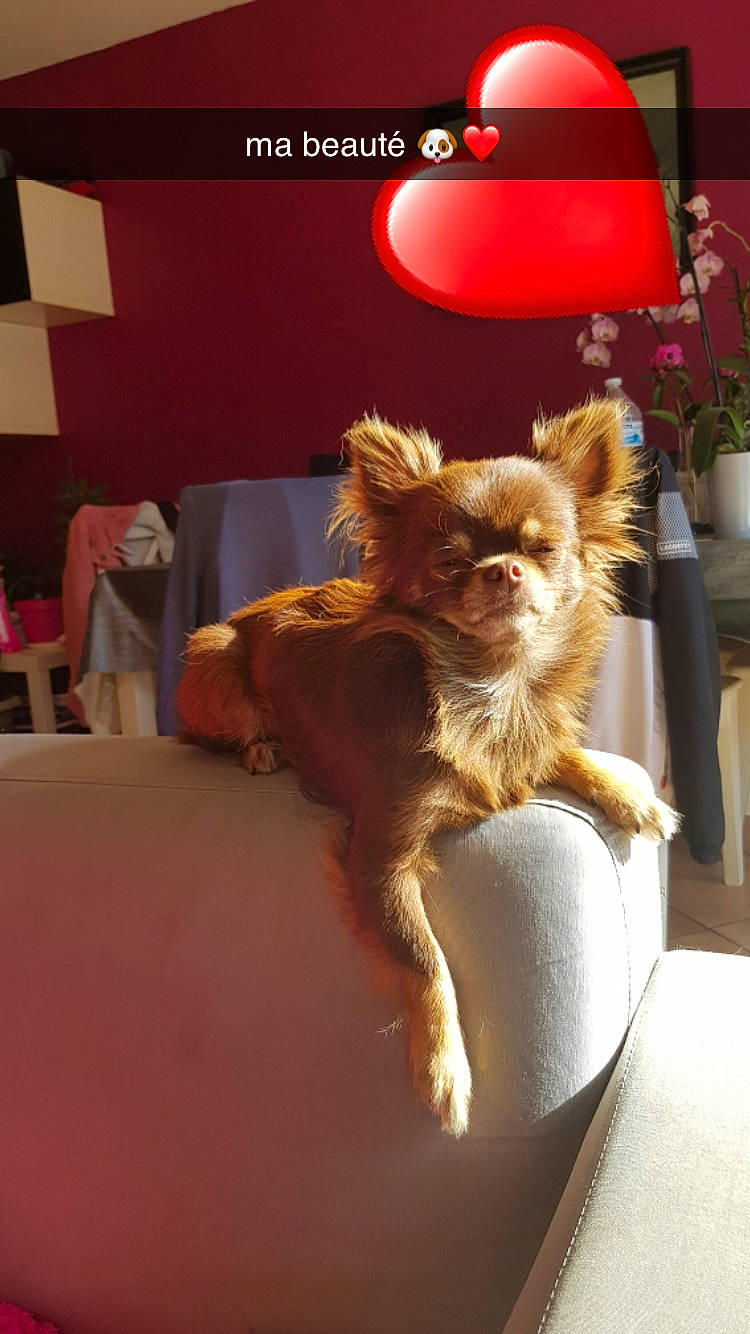 Lilou participe au concours pour gagner de l'argent avec cette photo : canidae, carnivore, chihuahua, companion_dog, dog, dog_breed, fawn, pomeranian, toy_dog, yorkshire_terrier