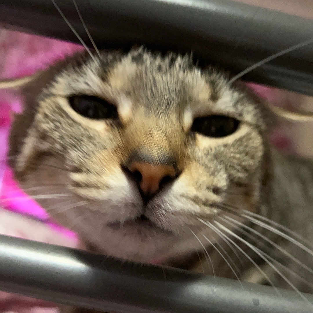 Sasha joined the competition — help win amazing prizes! animal, cat, close_up, curious, eyes, face, feline, fur, indoor, metal_bars, muzzle, nose, pet, pink_background, playful, portrait, soft, tabby, whiskers