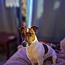 dog, jack_russell, pet, small_dog, brown_and_white, short_hair, portrait, sitting, looking_at_camera, cute, indoors, blanket, couch, bokeh, shallow_depth_of_field, ears, nose, eyes, cozy, companion