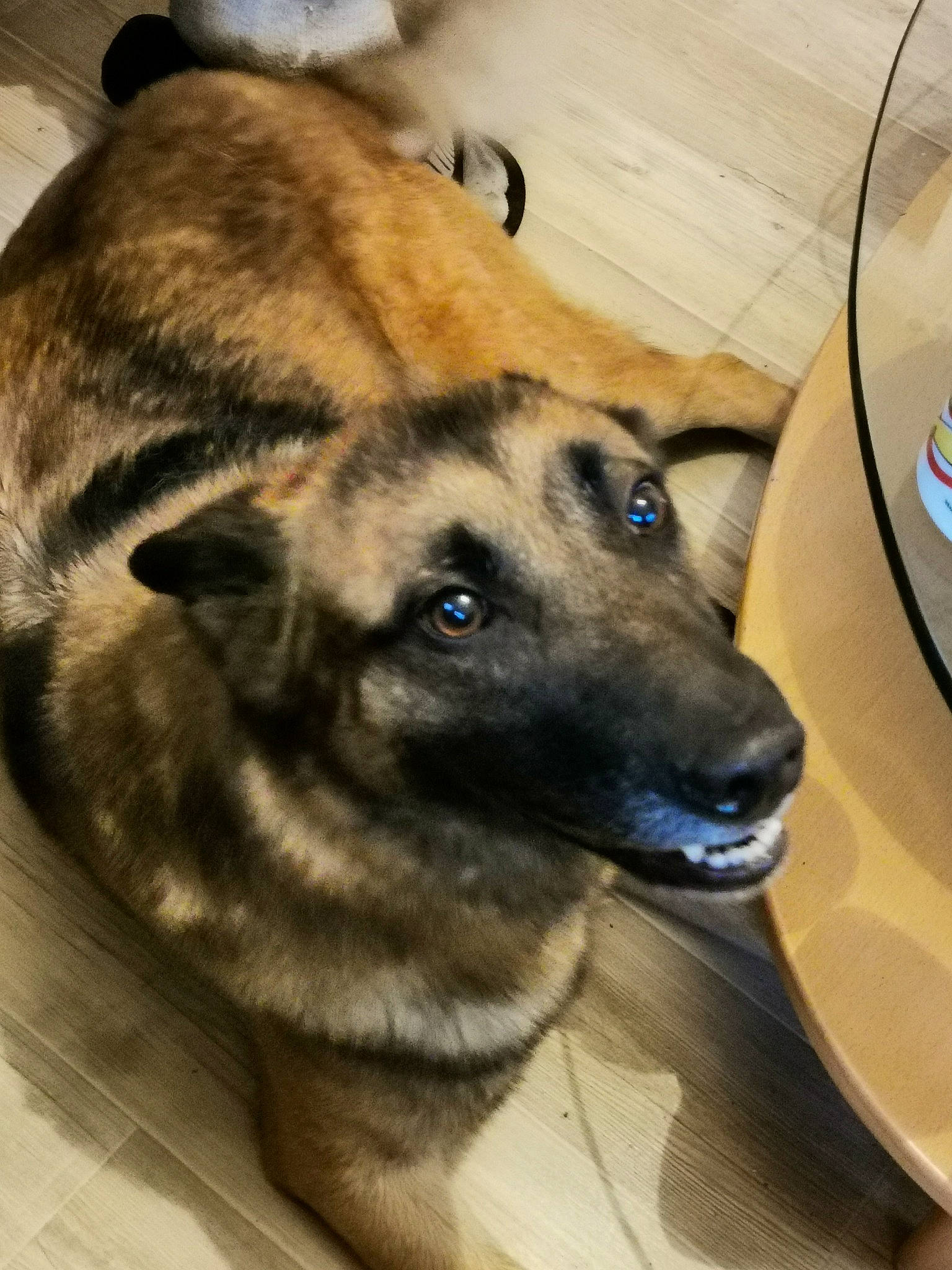 Lassy a rejoint le concours — aidez-le/la à gagner de superbes lots ! canidae, carnivore, collar, dog, dog_breed, fawn, fur, german_shepherd_dog, logo, police_dog, snout, whiskers, working_animal