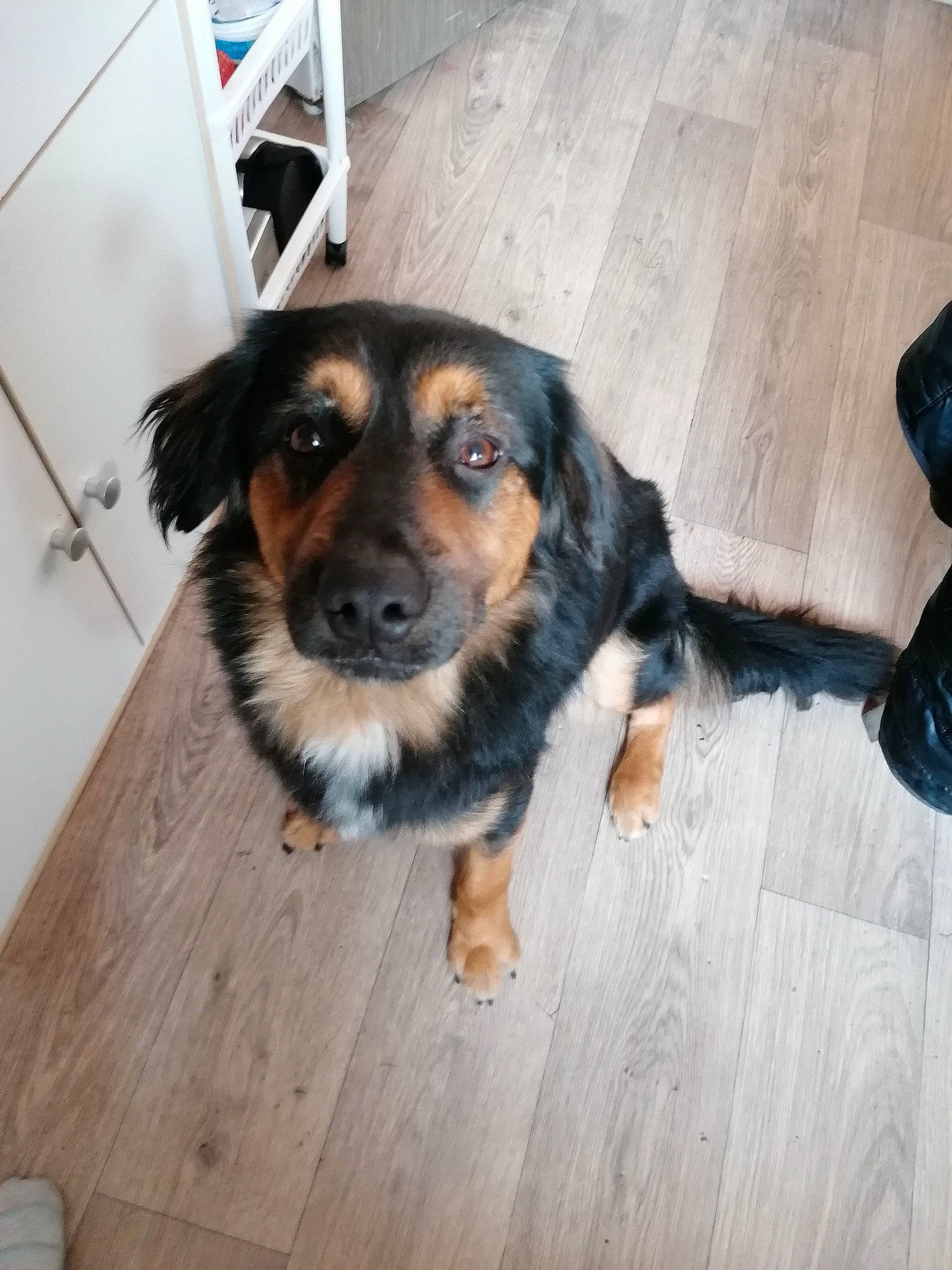 Virus participe au concours pour gagner de l'argent avec cette photo : beer, canidae, carnivore, companion_dog, dog, dog_breed, floor, flooring, fur, hardwood, paw, snout, sporting_group, whiskers, wood, wood_flooring, working_animal, working_dog