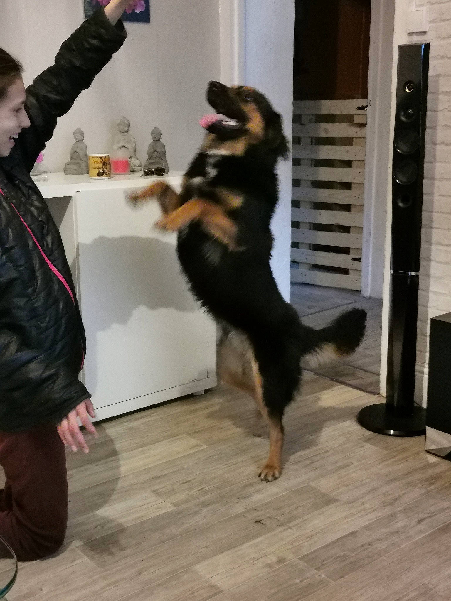 Virus participe au concours pour gagner de l'argent avec cette photo : canidae, carnivore, dog, dog_breed, floor, flooring, foot, fur, guard_dog, handbag, hardwood, herding_dog, laminate_flooring, paw, sporting_group, tail, toe, wood_flooring, wood_stain, working_animal