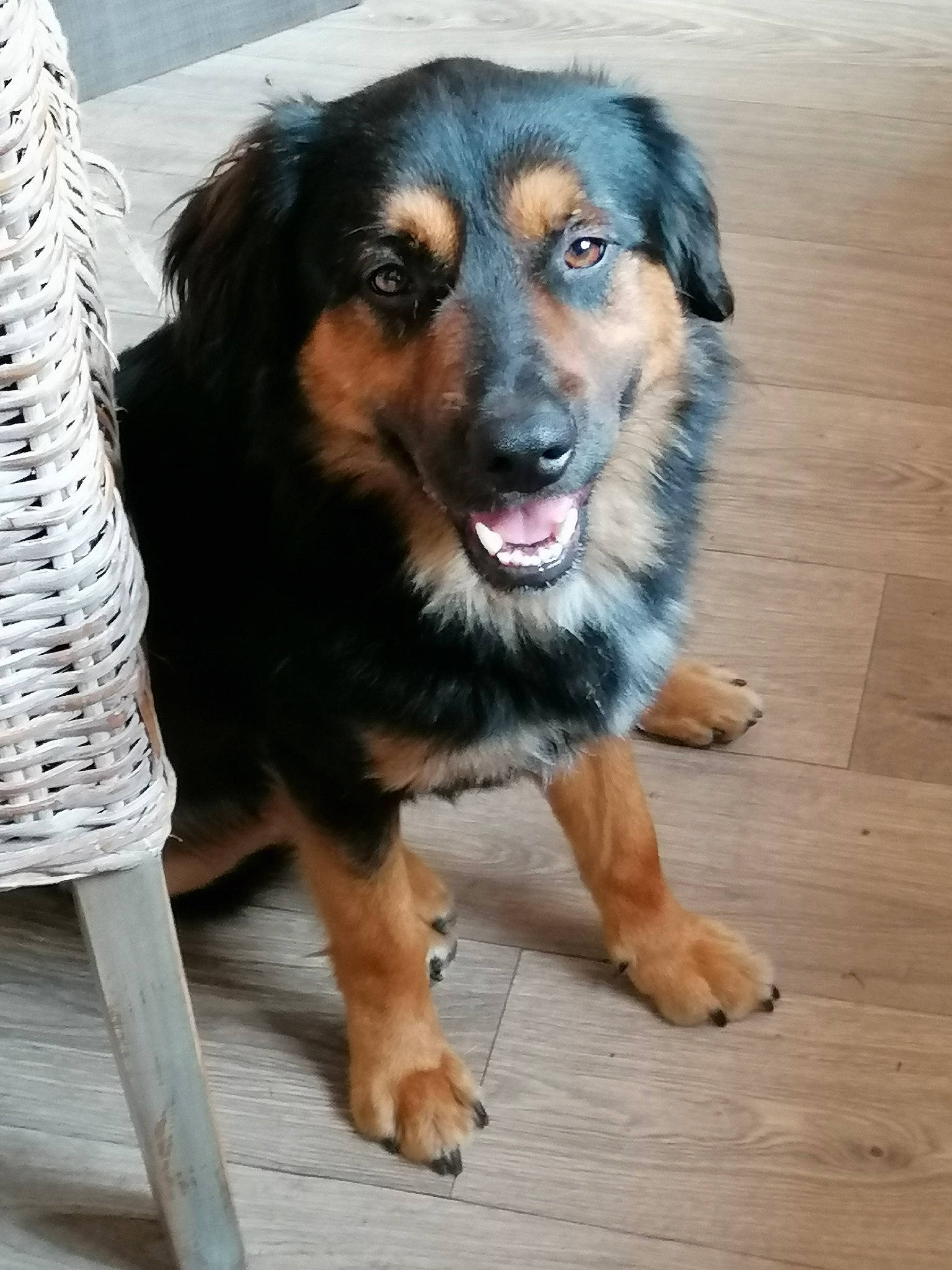 Virus participe au concours pour gagner de l'argent avec cette photo : canidae, carnivore, companion_dog, dog, dog_breed, flooring, fur, hardwood, plank, sporting_group, terrestrial_animal, wood, working_dog