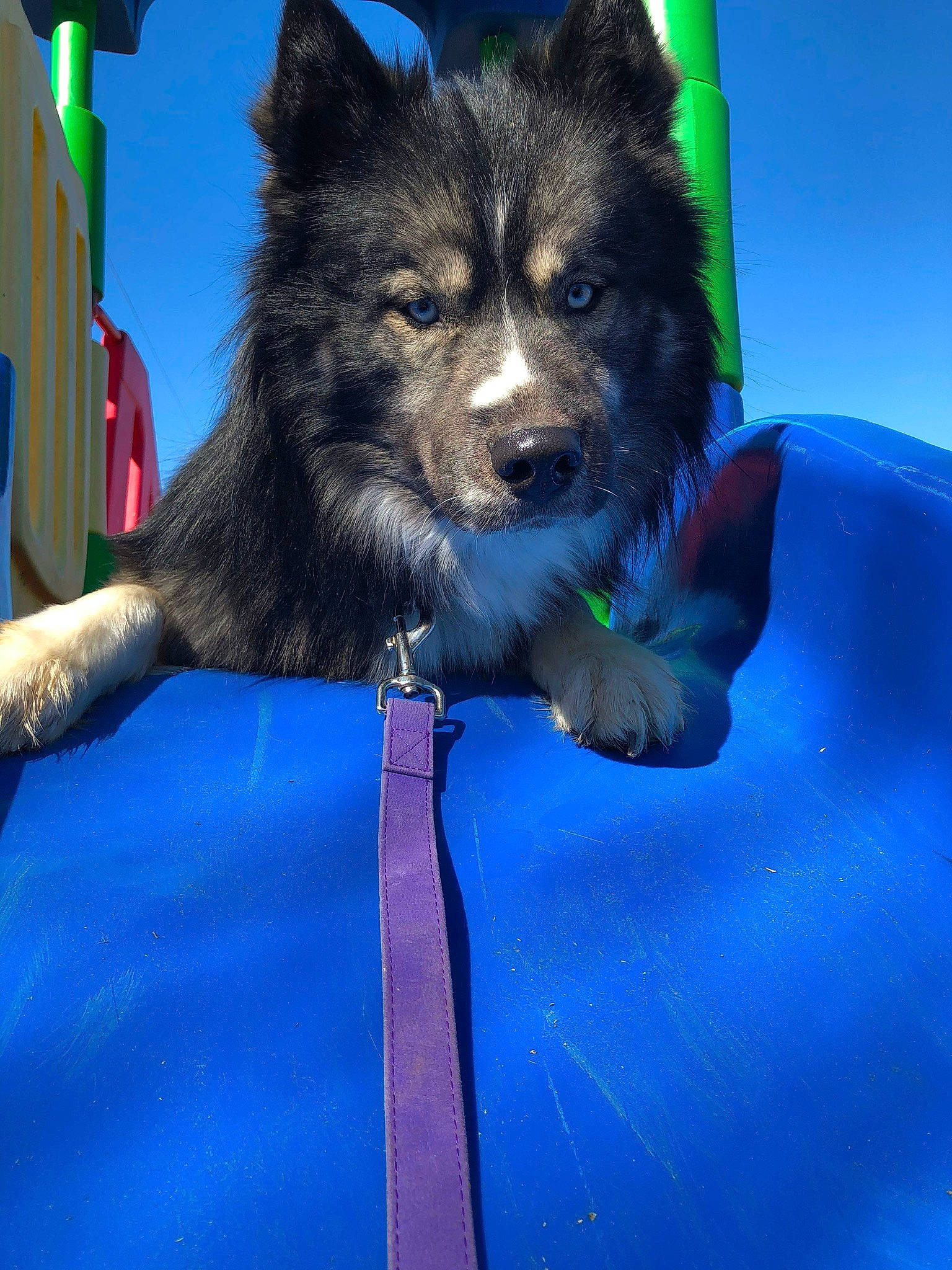 Atlas is registered to the contest to win money with this photo: ancient_dog_breeds, blue, canidae, canis, carnivore, companion_dog, dog, dog_breed, dog_sports, dog_supply, electric_blue, fun, fur, leisure, recreation, snout, spitz, sporting_group, toy_dog, working_dog