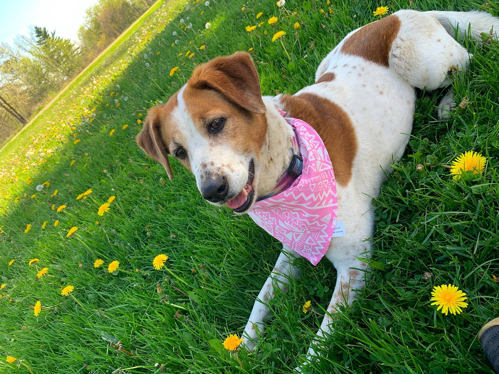 Shyanne joined the competition — help win amazing prizes! canidae, carnivore, collar, companion_dog, dog, dog_breed, dog_supply, fawn, flower, grass, grassland, green, groundcover, meadow, people_in_nature, plant, sky, snout, sporting_group, tree