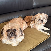 Gabanna a rejoint le concours — aidez-le/la à gagner de superbes lots ! brown_dog, companion, couch, cushion, cute, dog, floor, fluffy, furniture, holiday, home_decor, indoor, leather, living_room, pet, relaxed, resting, small_dog, stocking, wood_floor