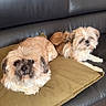 brown_dog, companion, couch, cushion, cute, dog, floor, fluffy, furniture, holiday, home_decor, indoor, leather, living_room, pet, relaxed, resting, small_dog, stocking, wood_floor