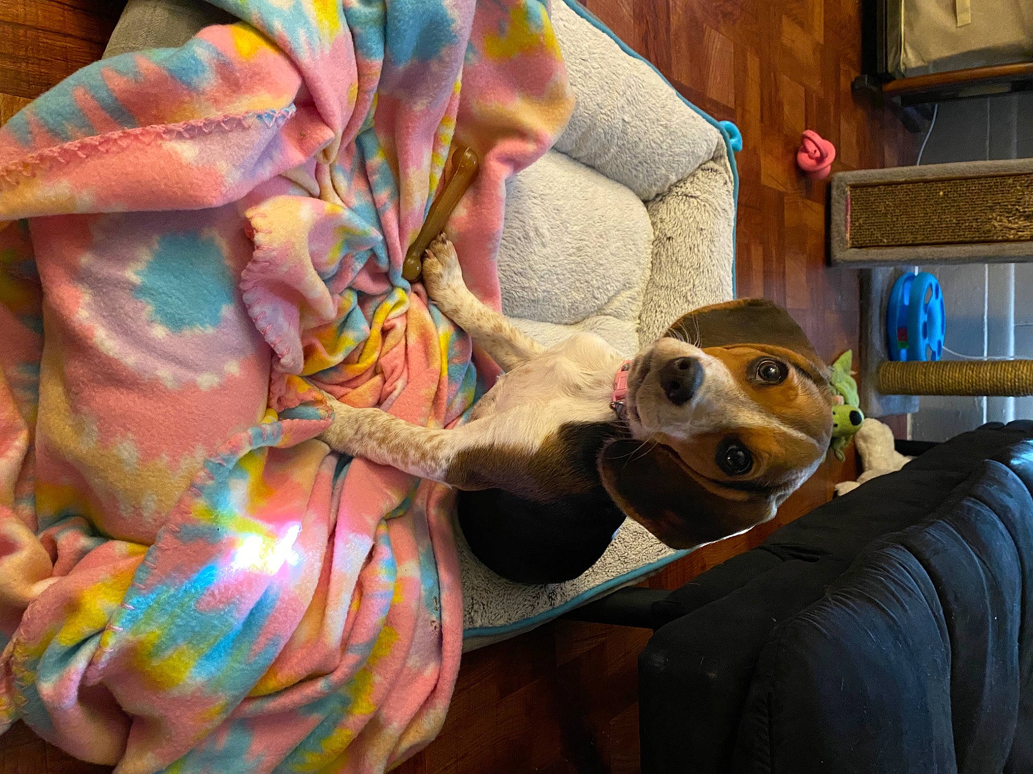 Bailey is registered to the contest to win money with this photo: canidae, carnivore, coonhound, dog, dog_breed, fawn, feist, rat_terrier, snout