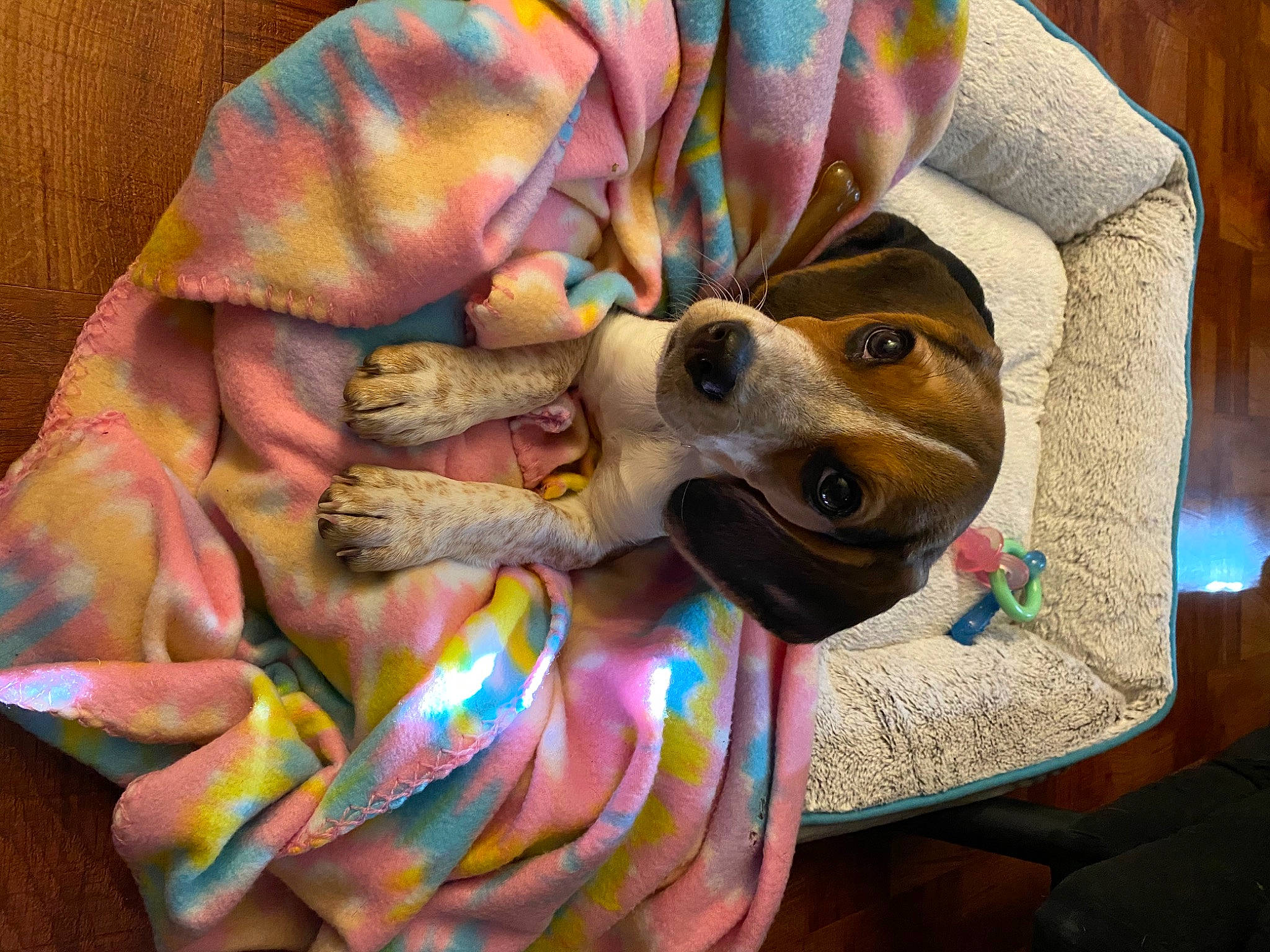 Bailey is registered to the contest to win money with this photo: canidae, carnivore, dog, dog_breed, fawn, snout, sporting_group