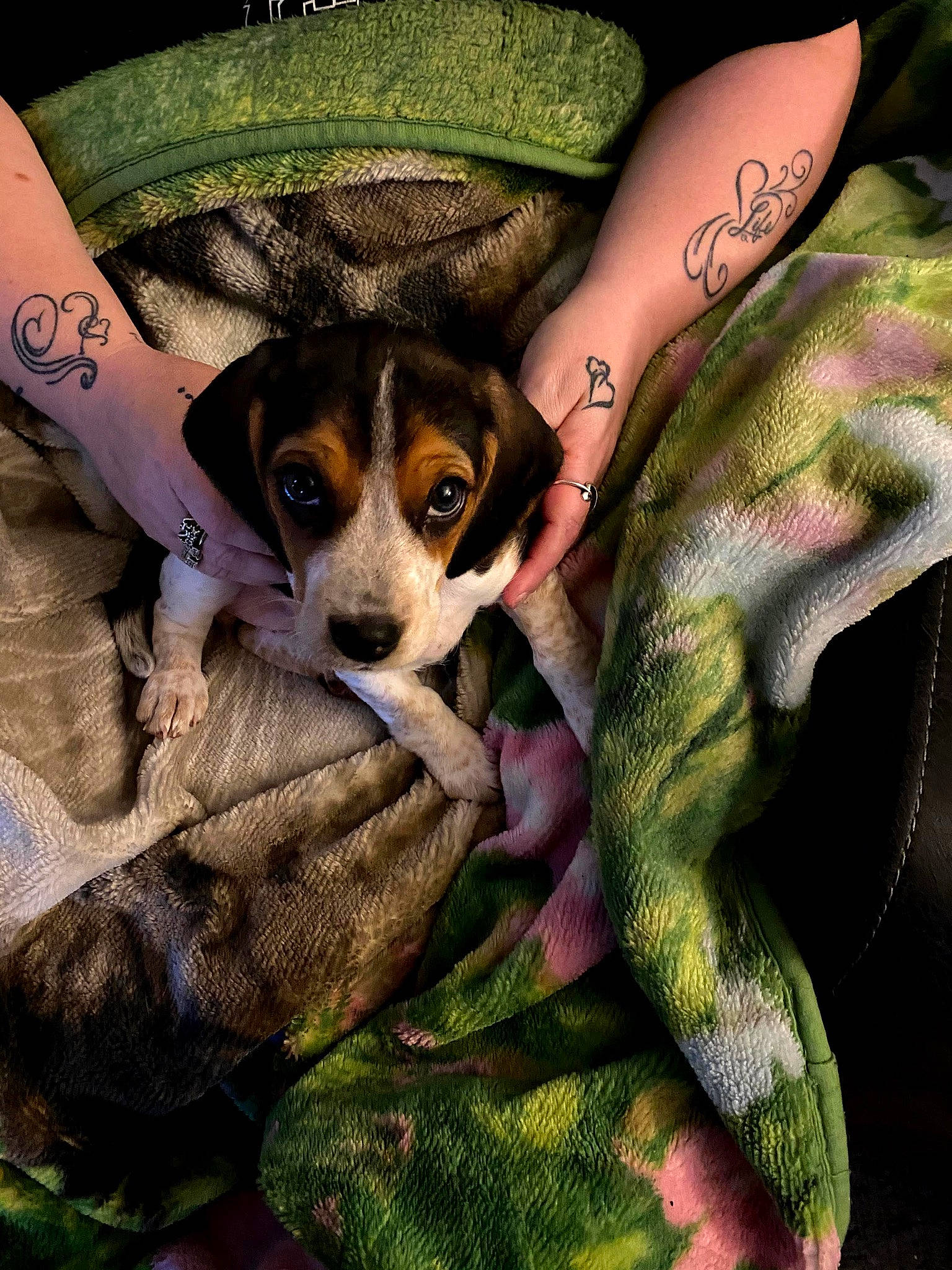 Bailey is registered to the contest to win money with this photo: beagle, canidae, carnivore, companion_dog, danish_swedish_farmdog, dog, dog_breed, fox_terrier, harrier, illustration, jack_russell_terrier, paw, puppy, puppy_love, rat_terrier, russell_terrier, smooth_fox_terrier, whiskers