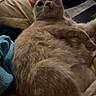 cat, feline, cream_colored, fluffy, lying_down, back, belly, whiskers, ears, eyes, nose, paws, relaxed, cozy, blanket, bed, indoor, portrait, playful, cluttered_background