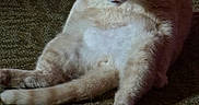 Mario is registered to the contest to win money with this photo: cat, feline, pet, cream_colored, short_hair, sitting, belly_up, paws, tail, ears, whiskers, eyes, portrait, indoor, carpet, floor, chair_legs, relaxed, alert, funny_pose