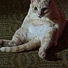 cat, feline, pet, cream_colored, short_hair, sitting, belly_up, paws, tail, ears, whiskers, eyes, portrait, indoor, carpet, floor, chair_legs, relaxed, alert, funny_pose