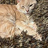 cat, orange_cat, sleeping, sleepy, pet, feline, fur, whiskers, ears, eyes, paws, nose, curled_up, relaxed, blanket, textile, cozy, indoor, close_up, portrait