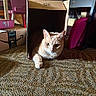 Mario is registered to the contest to win money with this photo: cat, ginger_cat, pet, animal, feline, box, cardboard, carpet, indoors, home, portrait, face, eyes, ears, whiskers, paw, lying_down, relaxed, furniture, household_items